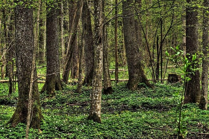 Bialowieza National Park Small Group Tour from Warsaw with Lunch included - Key moments that make this Bialowieza trip special