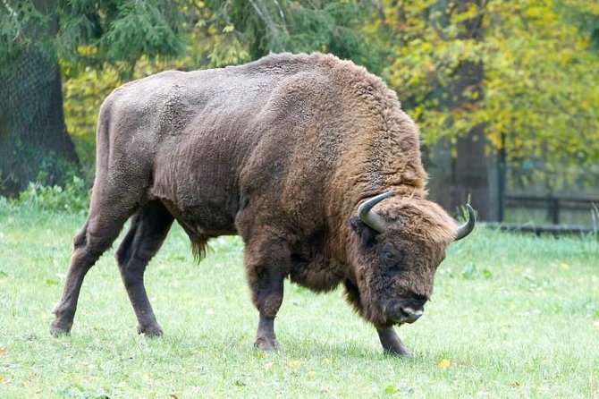 Bialowieza National Park Small Group Tour from Warsaw with Lunch included - Bialowieza National Park, UNESCO, and why the walking matters