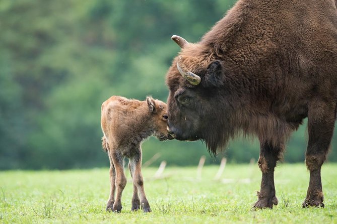 Bialowieza National Park Small Group Tour from Warsaw with Lunch included - Guide-led learning, with names you might hear on your departure