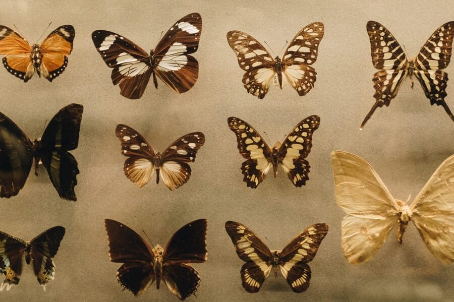 Cracow: 4 Mazes and Living Butterfly Museum Entry Ticket - Should You Book It?