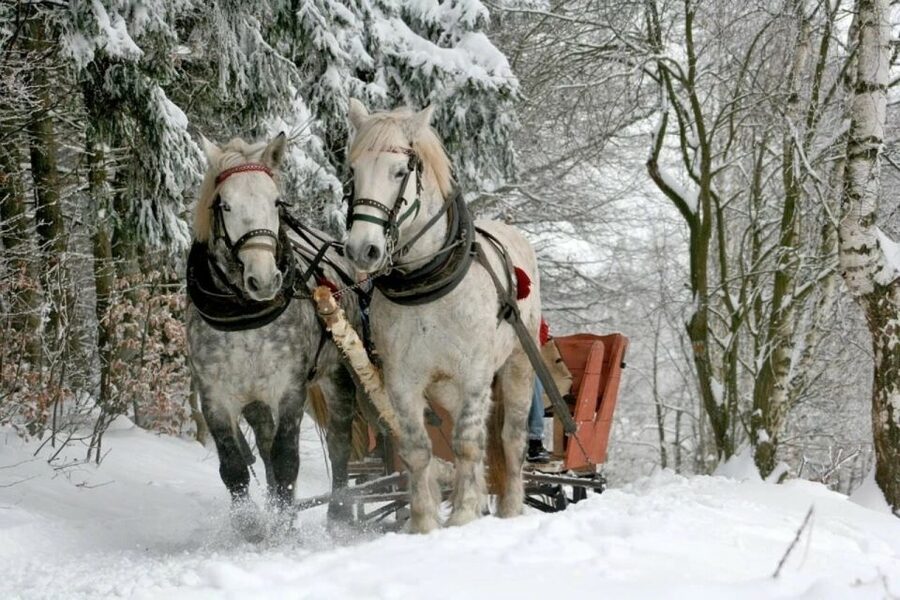 Horse Sleigh 2-3h Ride with Hot Springs or Zakopane Combos - Price and value: where the $223 per person can feel fair