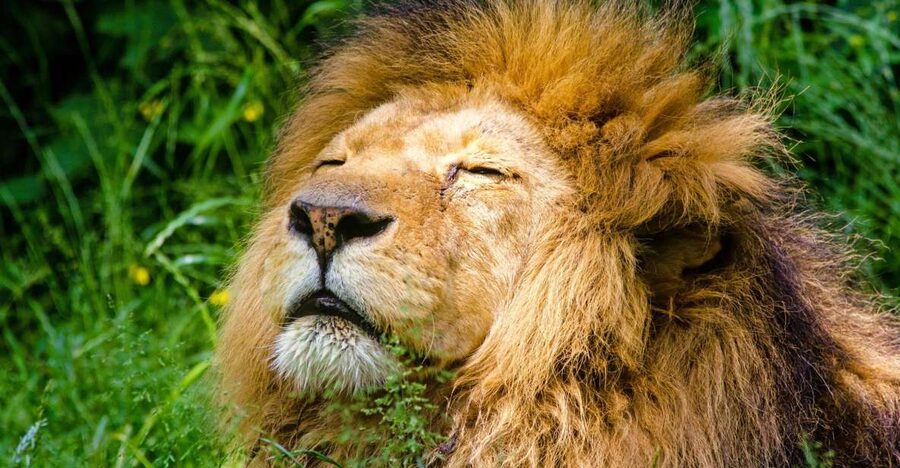 Krakow: Zoo Visit with Hotel Pickup & Drop-Off - 1,500 animals in themed zones: what you are likely to see