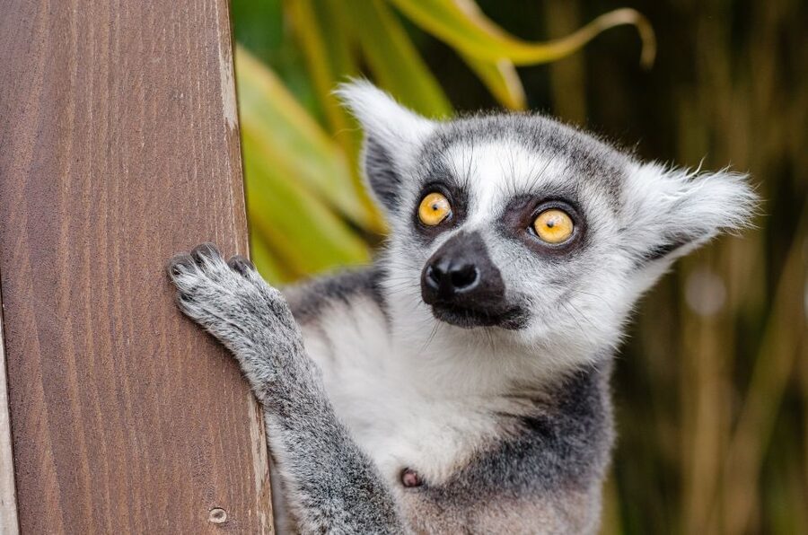 Krakow: Zoo Visit with Hotel Pickup & Drop-Off - Should you book this Krakow Zoo visit with pickup?
