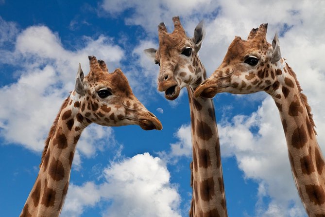 Krakow: Zoo with Hotel Transfer - Key Points You Should Know