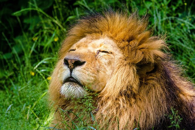 Krakow: Zoo with Hotel Transfer - Skip the Lines First, Then Use Your Zoo Time Well