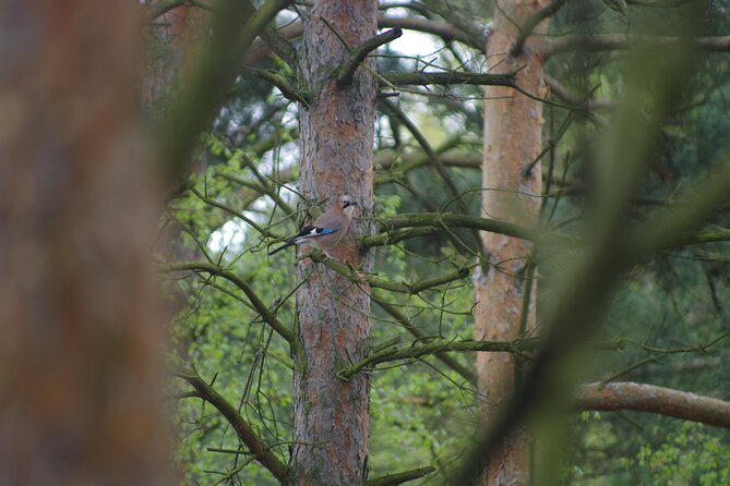 Nature Walk and Wildlife Tour in Sobieszewo Island - Stop 4: Plaża 19 walk and shoreline bird chances (30 minutes)