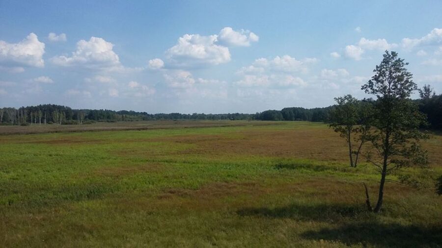 Warsaw: Bialowieza National Park and European Bison Tour - Key highlights you’ll care about