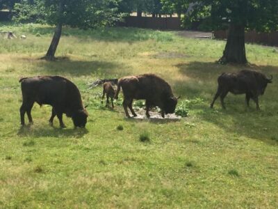 Bialowieza National Park and European Bison Tour