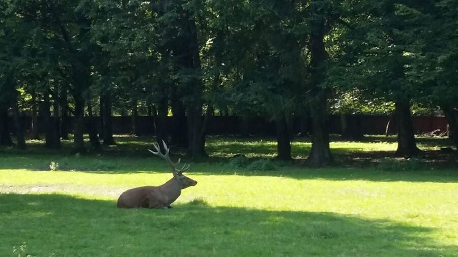 Warsaw: Bialowieza National Park and European Bison Tour - Two-Part Touring, and Why the Guide Makes It Better
