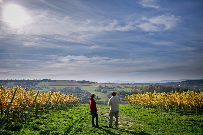 Wieliczka Vineyard: Wine tasting with local snacks - Key highlights I’d circle first