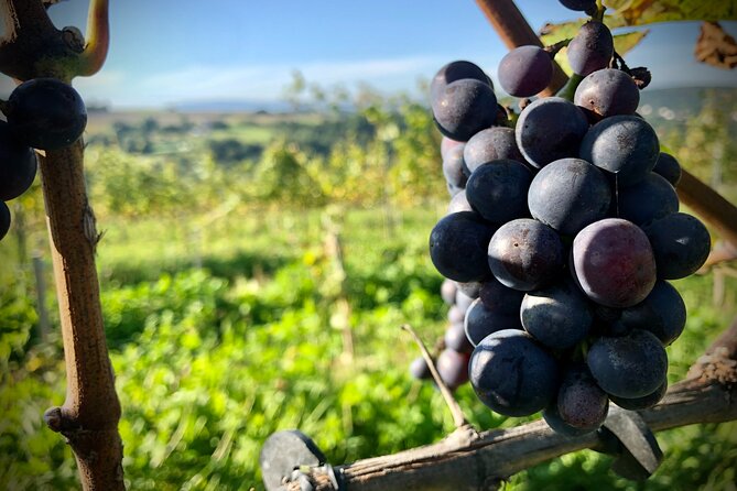 Wieliczka Vineyard: Wine tasting with local snacks - Your 10:00 am vineyard tasting near Krakow (and why the timing helps)