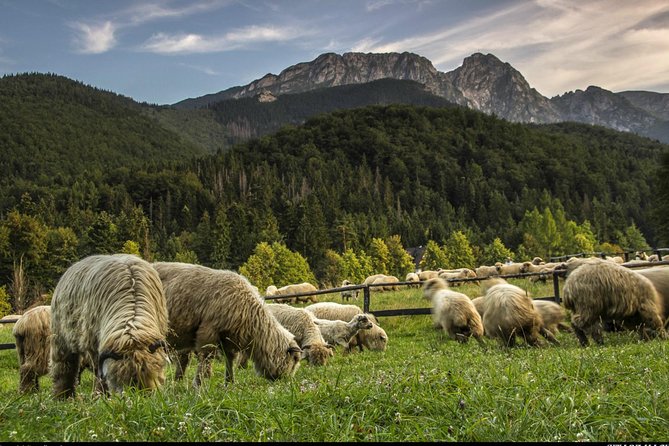 Zakopane & Thermal Springs: Private Tour - Price and value: what $217.99 buys you in real terms